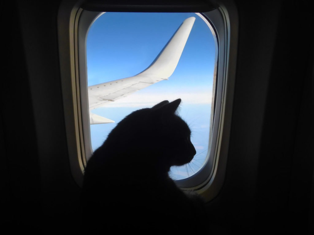 the cat sits in an airplane on the background of the window