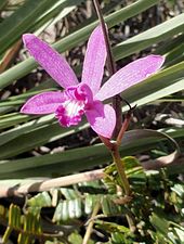 Orquídea (Cattleya pfisteri) em mata de Cerrado recorte