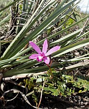 Orquídea (Cattleya pfisteri) em mata de Cerrado