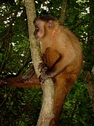 Macaco Prego (Sapajus libidinosus)