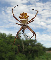 A Aranha-de-prata (Argiope argentata) se alimenta, antero-dorsal (recorte) © Lauro Sirgado