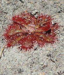 A planta carnivora Drosera tentaculata