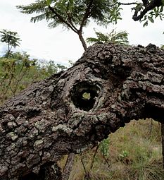 A arvore do cerrado exibe abertura no tronco