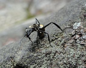 Formiga Dourada (Camponotus sericeiventris) em defesa