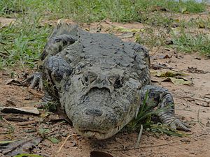 Jacaré-de-papo-amarelo (Caiman latirostris)