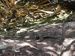 Lagarto (Tropidurus montanus) toma sol