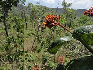 Mariposa Colibri (Sphingidae) em inflorescência de Galoina (Palicourea rigida)