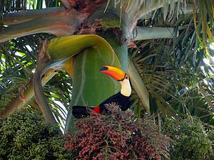 Tucano-toco (Ramphastos toco) em palmeira