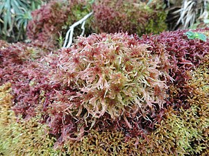 Musgo do genero Sphagnum cobre formação rochosa em rio