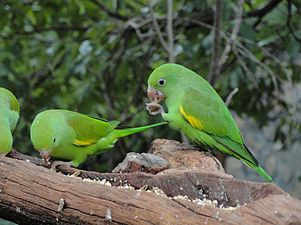 Periquito-rico (Brotogeris tirica) se alimenta de semente