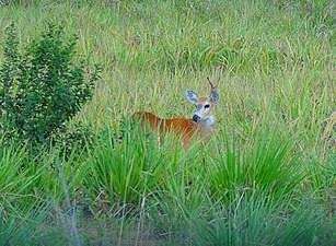 Cervo-do-pantanal (Blastocerus dichotomus)