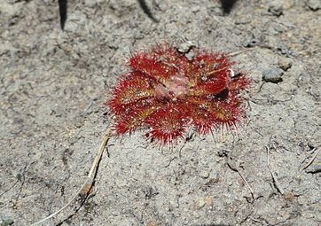 A planta carnivora Drosera tentaculata exibe um vistoso vermelho vinho