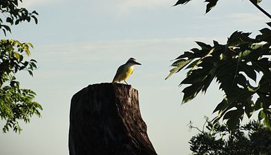 Bem-te-vi (Pitangus sulphuratus) no toco