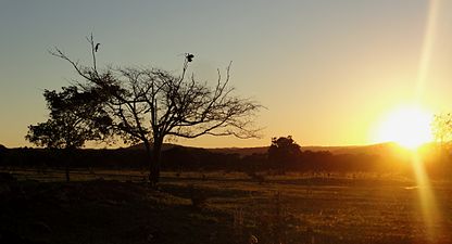 Tucanos acompanham o pôr do sol