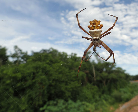 A Aranha-de-prata (Argiope argentata) se alimenta, antero-dorsal