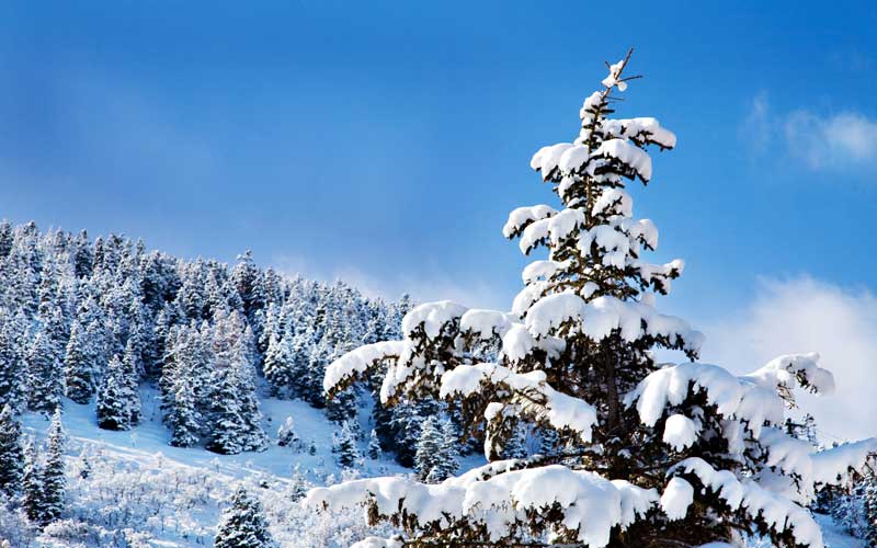 A shot of the trees and mountains of Deer Valley Utah