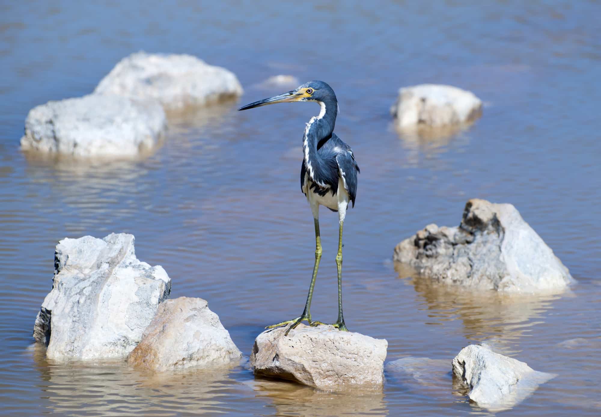 The green leg crane family bird standing on a stone in a lagoon on Grand Turk island (Turks and Caicos Islands).