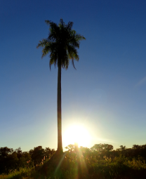 A palmeira e o sol poente