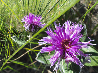 A inflorescência da Lessingianthus bardanoides (Asteraceae), duas vistas